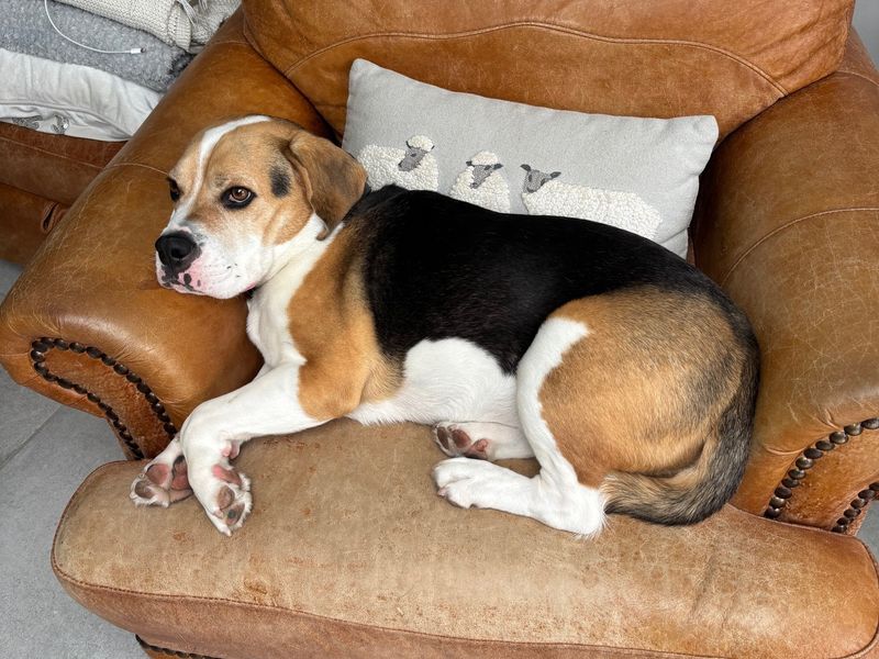 Beagle for adoption in Kenilworth, Warks – 5 years old - Image 2 of 2