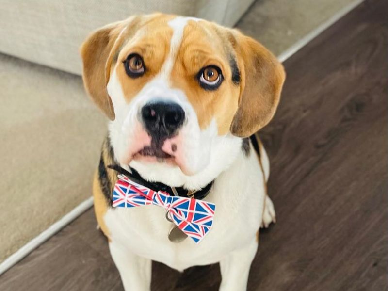 Beagle for adoption in Kenilworth, Warks – 5 years old