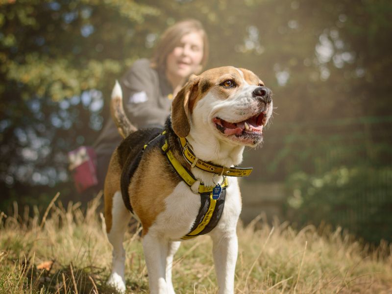 Sully, a 6 years old male Beagle available for adoption from Dogs Trust in Kenilworth, West Midlands