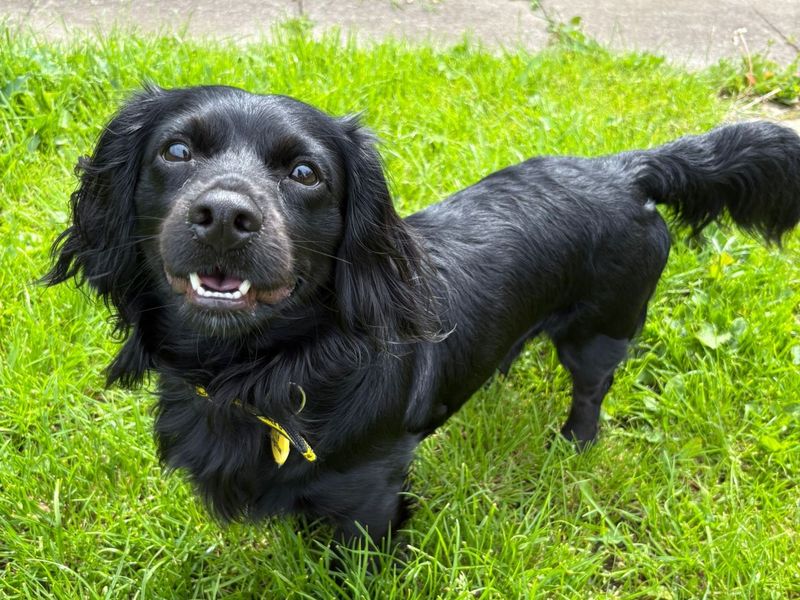Dachshund for adoption in West Calder, West Lothian – 2 years old