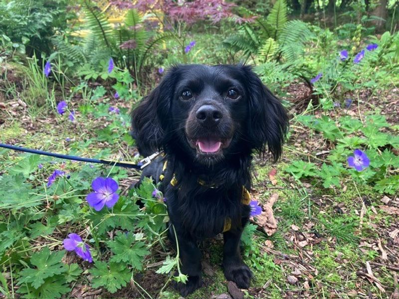 Teddy | Crossbreed | West Calder (Edinburgh) - 1