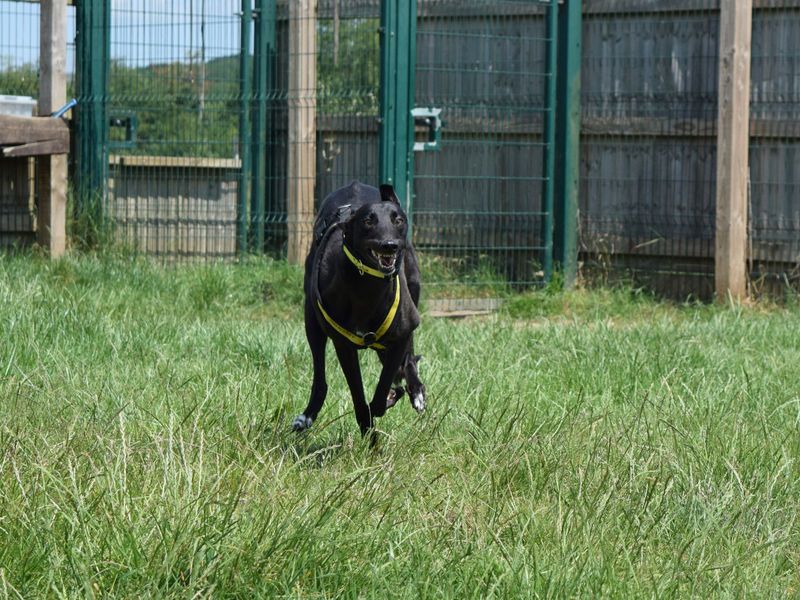 Greyhound for adoption in Uxbridge, London – 3 years old - Image 2 of 2