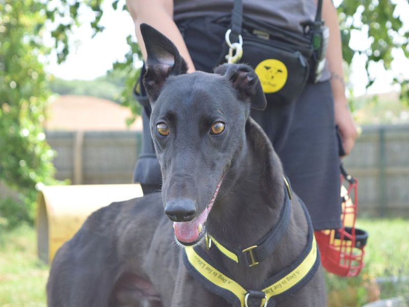 Jeremy | Greyhound | Harefield West London - 1