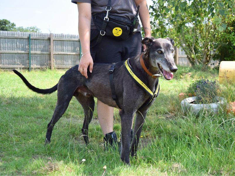 Greyhound for adoption in Uxbridge, London – 5 years old - Image 2 of 2