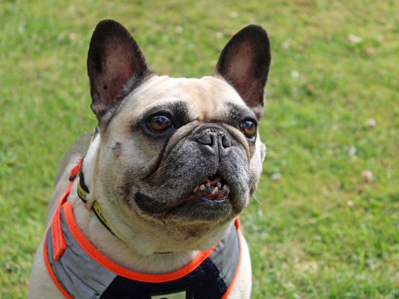 French Bulldog for adoption in Liverpool, Merseyside – 8 years old - Image 2 of 3