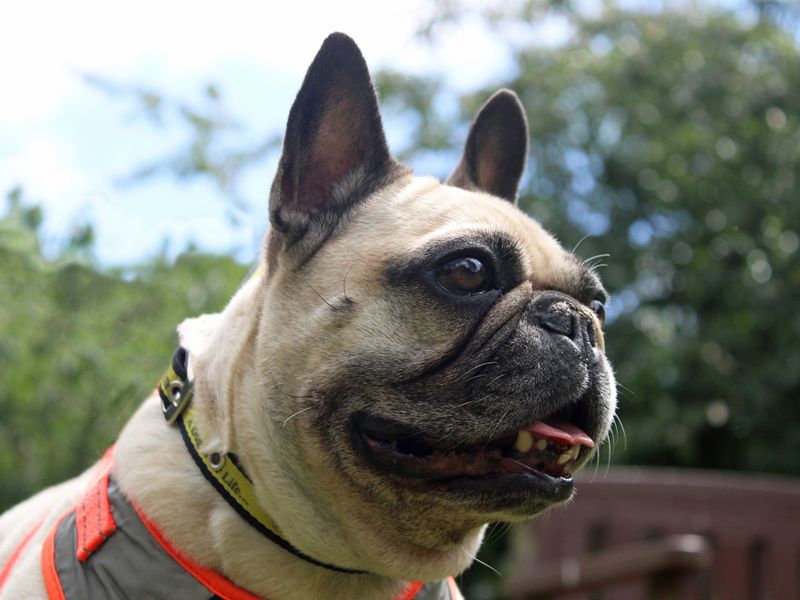 French Bulldog for adoption in Liverpool, Merseyside – 8 years old - Image 3 of 3
