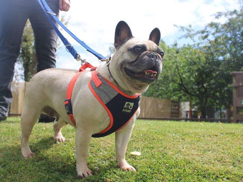 French Bulldog for adoption in Liverpool, Merseyside – 8 years old