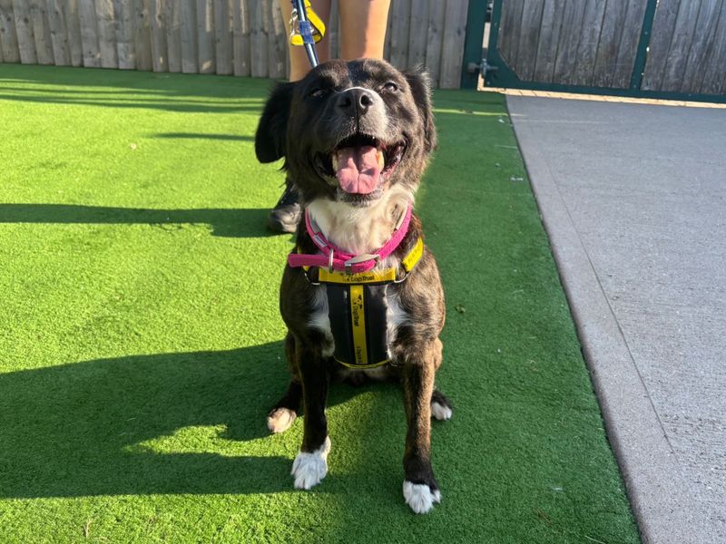 Staffordshire Bull Terrier for adoption in Wymeswold, Leicestershire – 6 years old