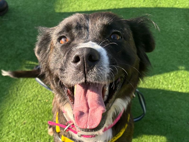 Border Collie for adoption in Wymeswold, Leicestershire – 6 years old - Image 2 of 3