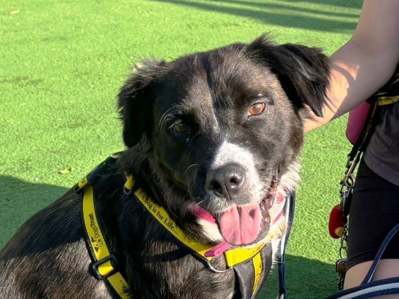 Border Collie for adoption in Wymeswold, Leicestershire – 6 years old - Image 3 of 3