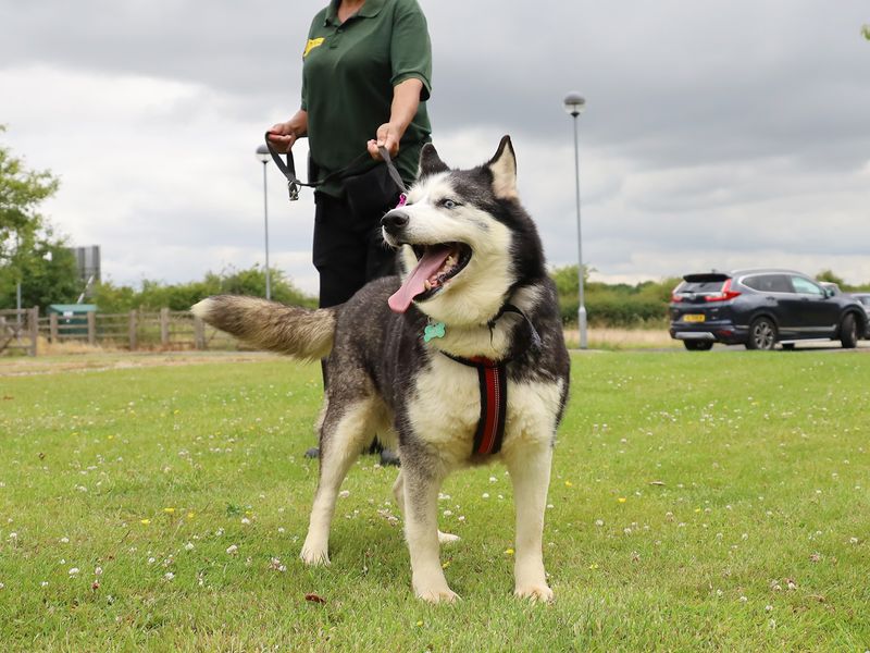 Siberian Husky for adoption in Leeds, Yorkshire – 11 years old - Image 2 of 3