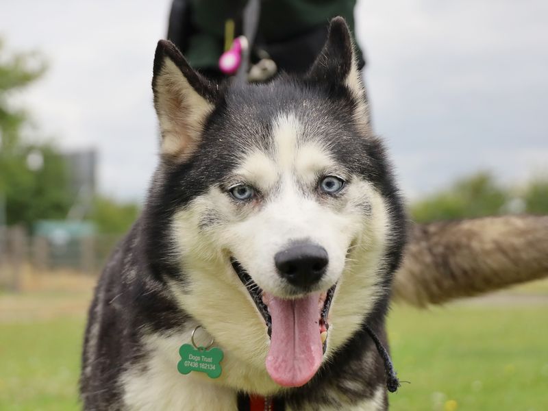 Jazmin | Siberian Husky | Leeds - 1