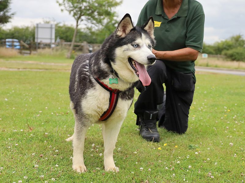 Siberian Husky for adoption in Leeds, Yorkshire – 11 years old