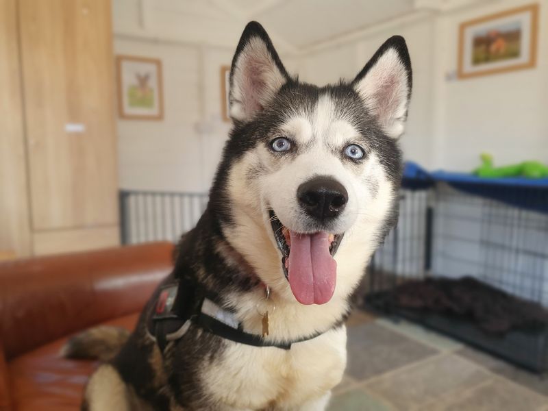 Jazmin | Siberian Husky | Leeds - 1