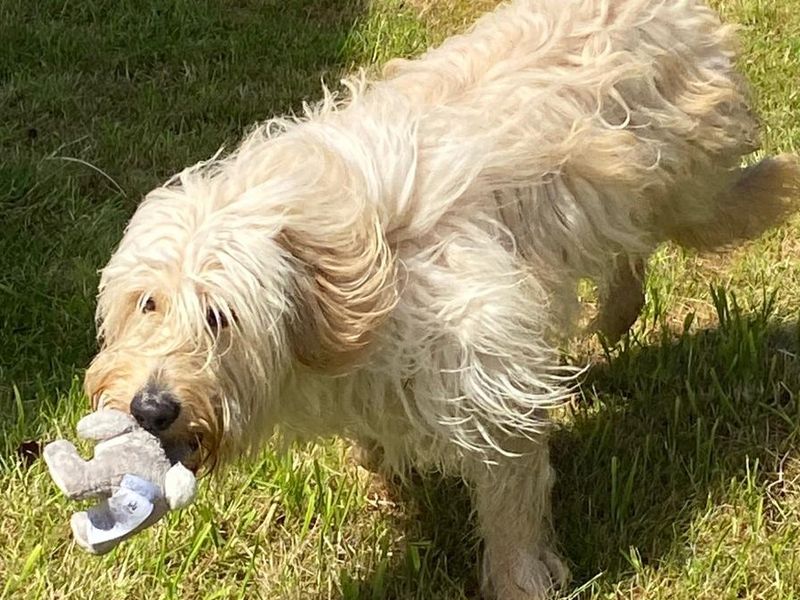 Poodle for adoption in , – 1 year old