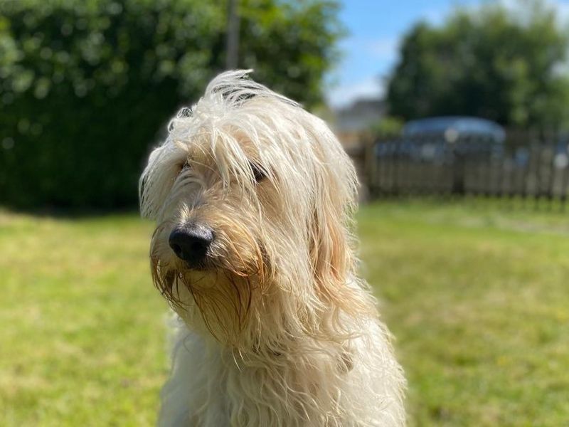 Poodle for adoption in , – 1 year old - Image 2 of 3