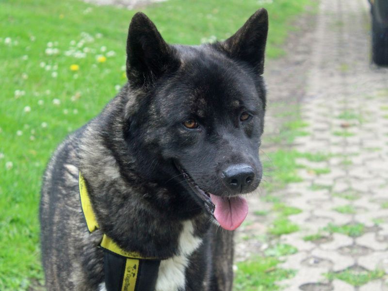 Hannah | Akita | Merseyside (Liverpool) - 1