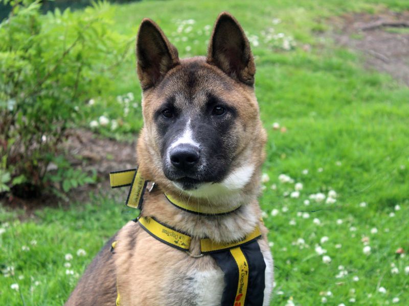 Emi | Akita | Merseyside (Liverpool) - 1