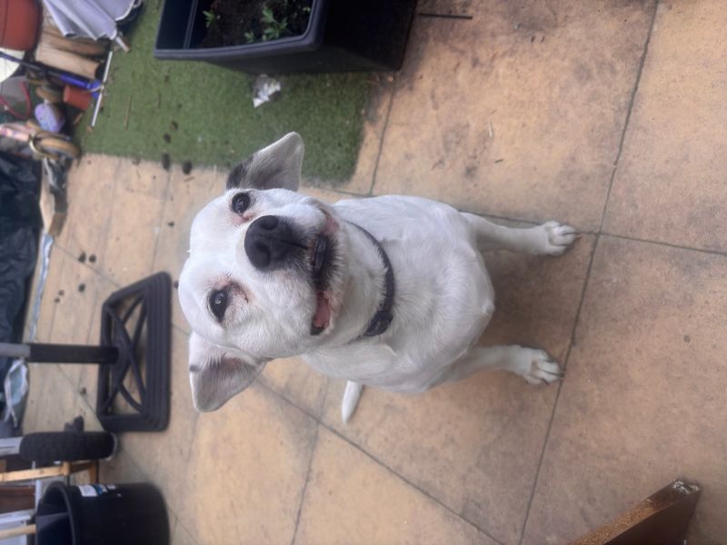 Cavalier King Charles Spaniel for adoption in Kenilworth, Warks – 10 years old