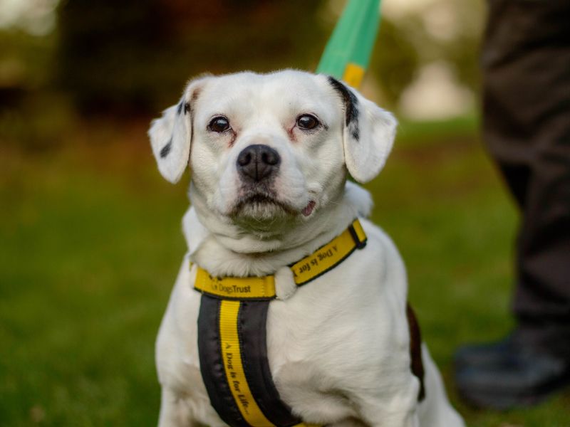 Dex | Spaniel (Cavalier King Charles) Cross | Kenilworth (West Midlands) - 1