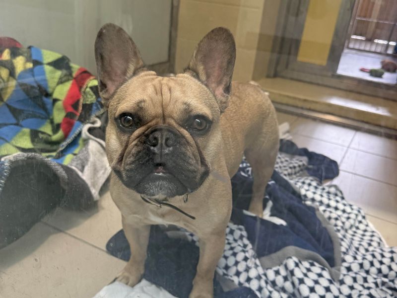Cammy | French Bulldog | Basildon (Essex) - 1