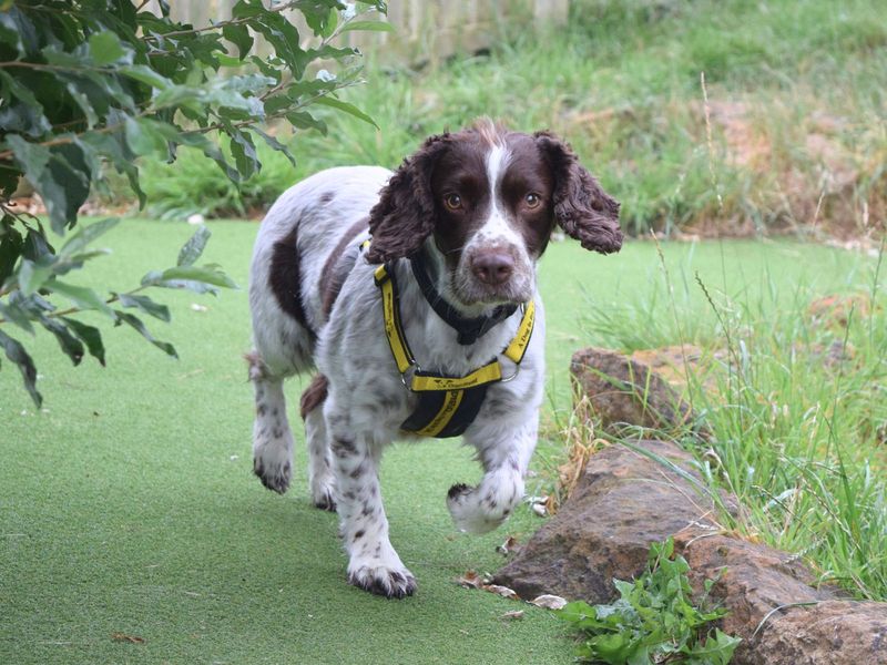 Cocker Spaniel for adoption in Uxbridge, London – 6 years old