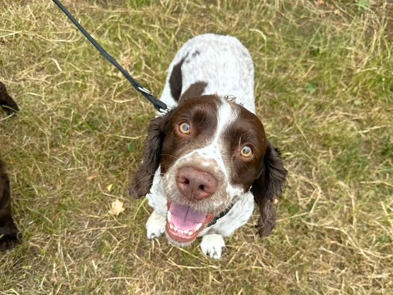 Duke and Diesel | Spaniel (Cocker) | Harefield West London - 1