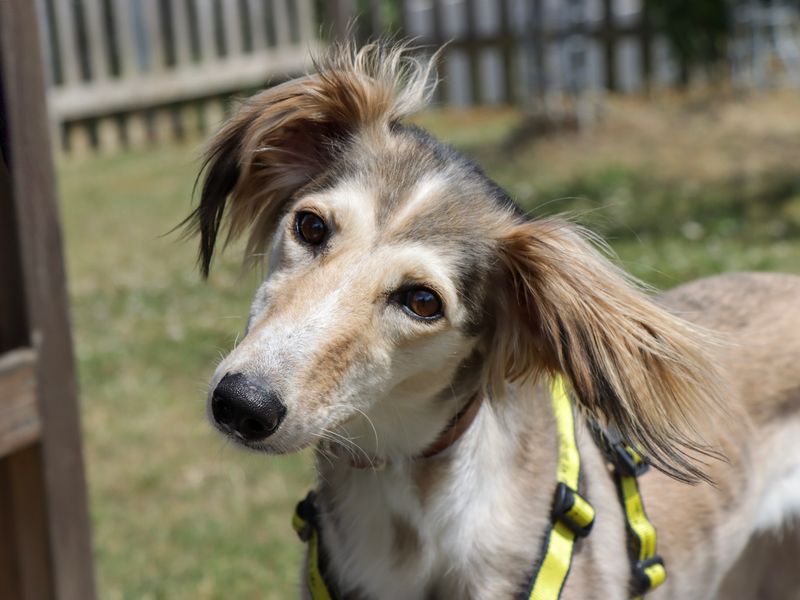 Carmen | Lurcher | Evesham (Worcestershire) - 1