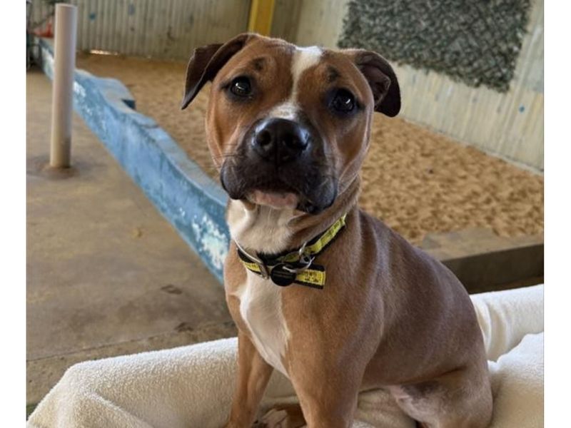 Staffordshire Bull Terrier for adoption in Snetterton, Norfolk – 12 months old