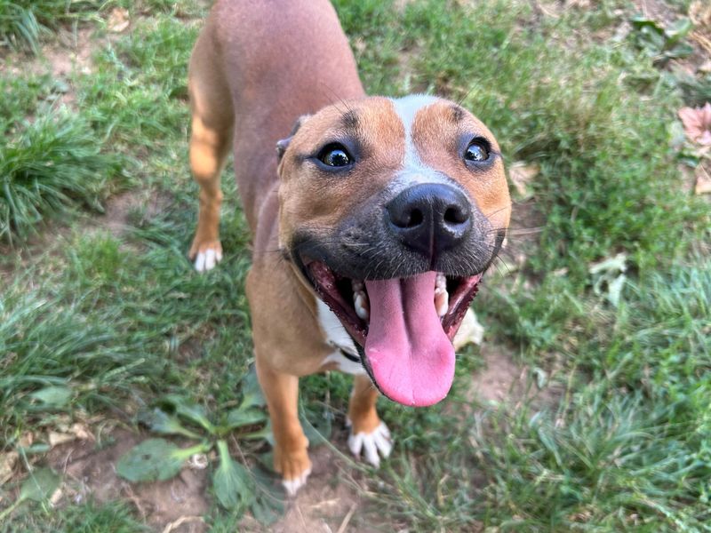 Staffordshire Bull Terrier for adoption in Snetterton, Norfolk – 12 months old - Image 2 of 2