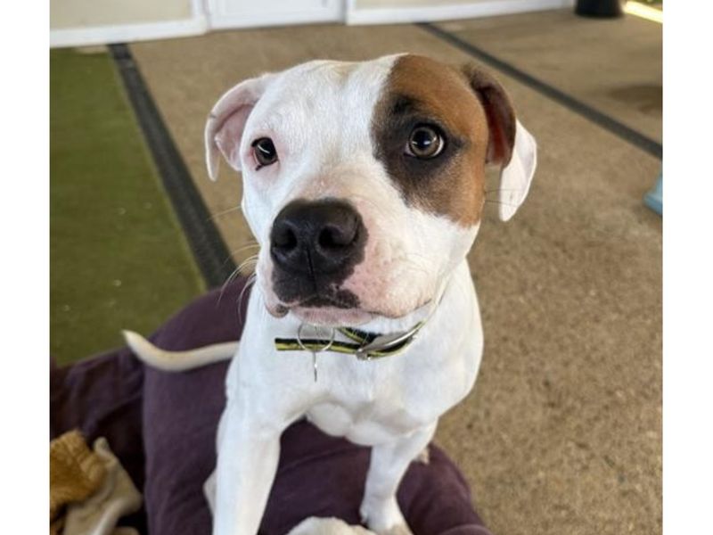 Staffordshire Bull Terrier for adoption in Snetterton, Norfolk – 12 months old