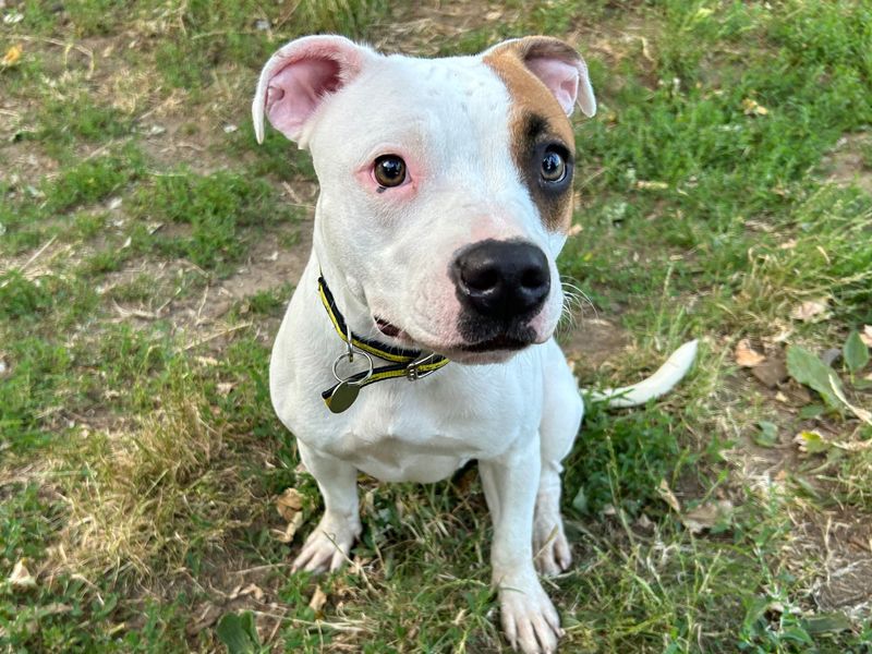 Staffordshire Bull Terrier for adoption in Snetterton, Norfolk – 12 months old - Image 2 of 2
