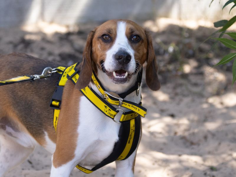 Beagle for adoption in Wymeswold, Leicestershire – 3 years old - Image 2 of 2