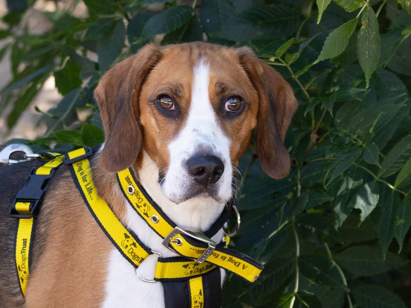 Beagle for adoption in Wymeswold, Leicestershire – 3 years old