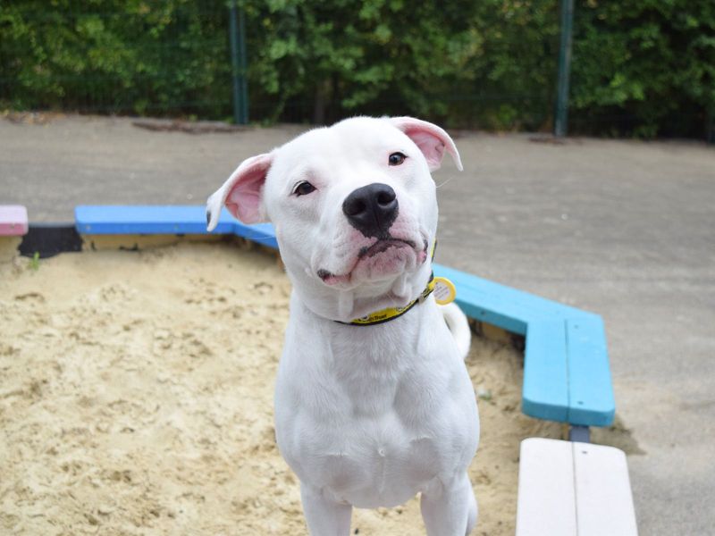 Staffordshire Bull Terrier for adoption in Uxbridge, London – 1 year old - Image 2 of 4