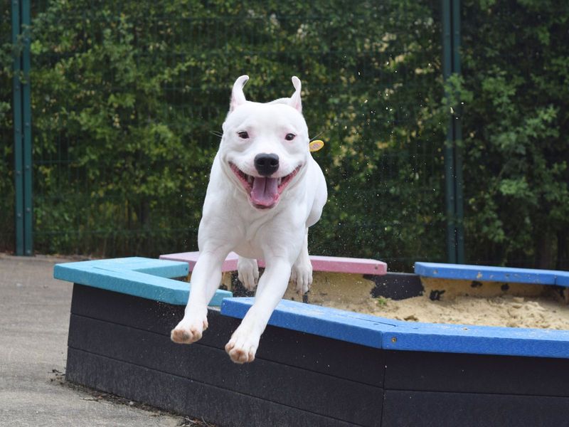 Staffordshire Bull Terrier for adoption in Uxbridge, London – 1 year old - Image 3 of 4