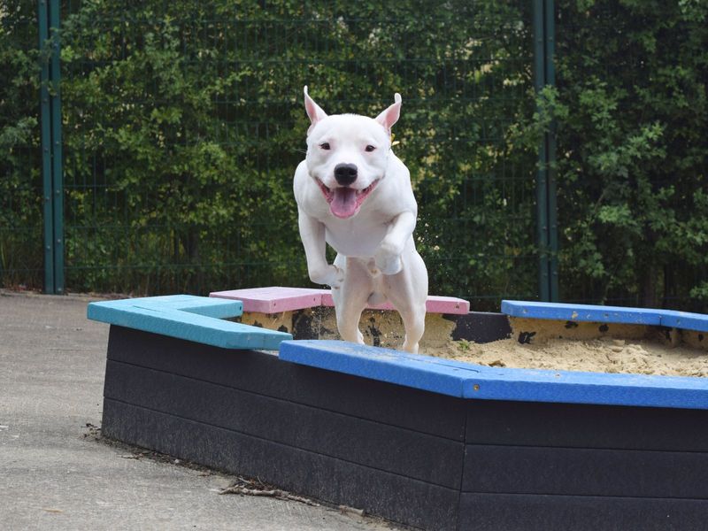 Staffordshire Bull Terrier for adoption in Uxbridge, London – 1 year old - Image 4 of 4