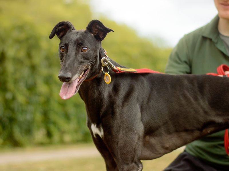 Greyhound for adoption in Kenilworth, Warks – 5 years old - Image 3 of 4