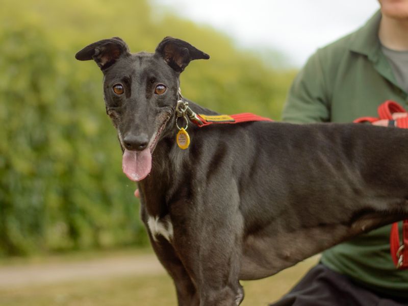 Greyhound for adoption in Kenilworth, Warks – 5 years old