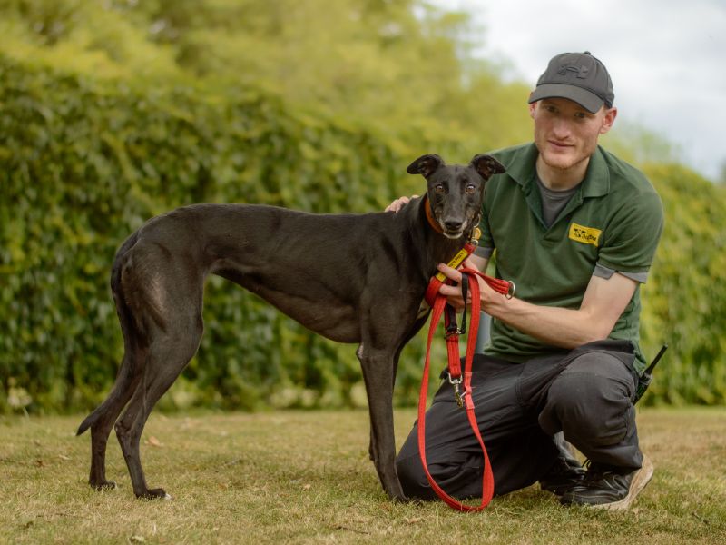 Greyhound for adoption in Kenilworth, Warks – 5 years old - Image 2 of 4