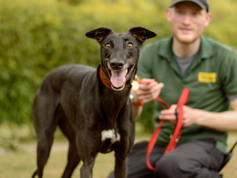 Greyhound for adoption in Kenilworth, Warks – 5 years old - Image 4 of 4