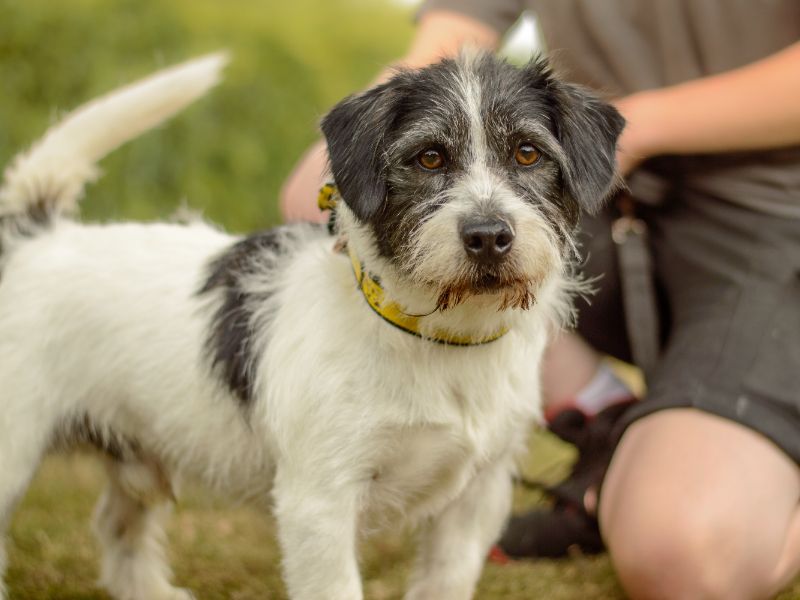 Jack Russell for adoption in Kenilworth, Warks – 2 years old - Image 3 of 3