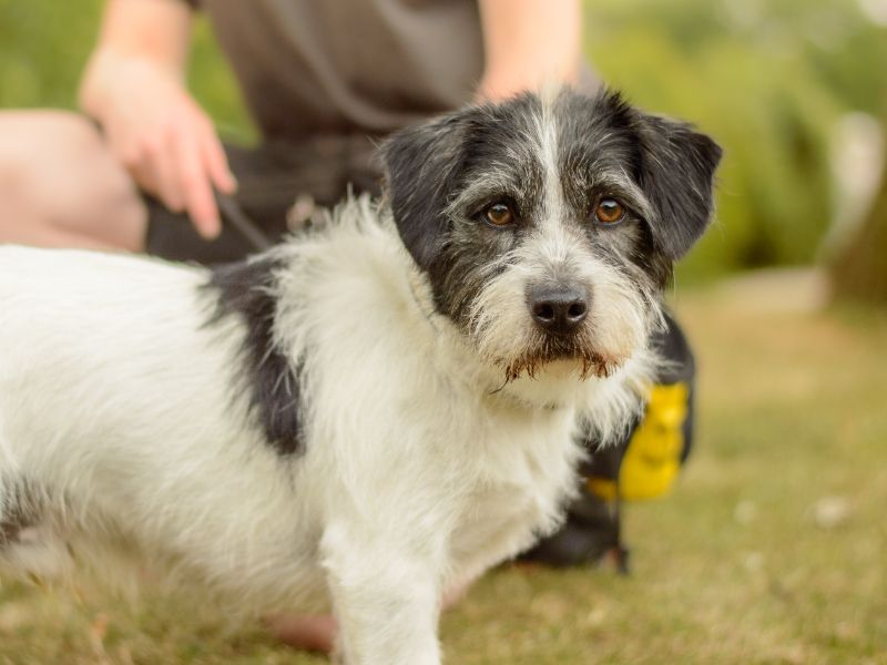 Jack Russell for adoption in Kenilworth, Warks – 2 years old