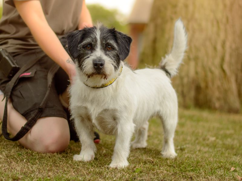 Jack Russell for adoption in Kenilworth, Warks – 2 years old - Image 2 of 3