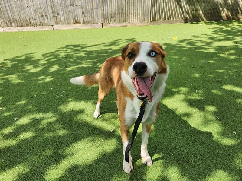 Lorcan - Image 5 of 6