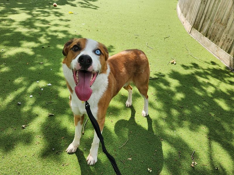 Border Collie for adoption in Chestfield, Kent – 2 years old