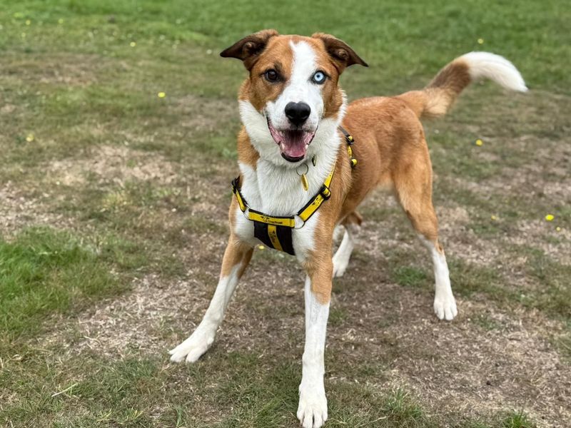 Lorcan - Image 3 of 6