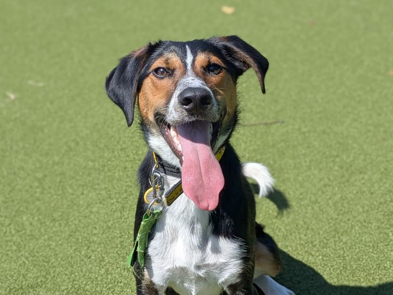 Harry | Crossbreed | Shoreham (Sussex) - 1