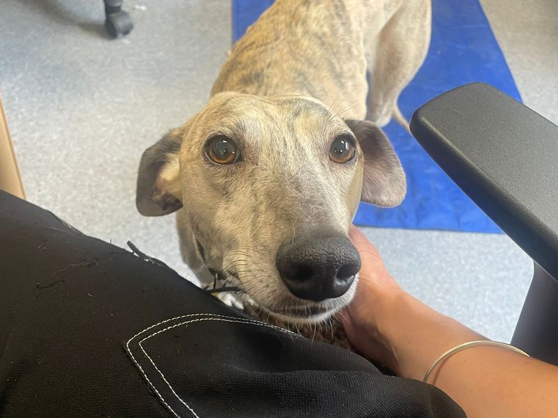 Zeke | Whippet Cross | Shoreham (Sussex) - 1