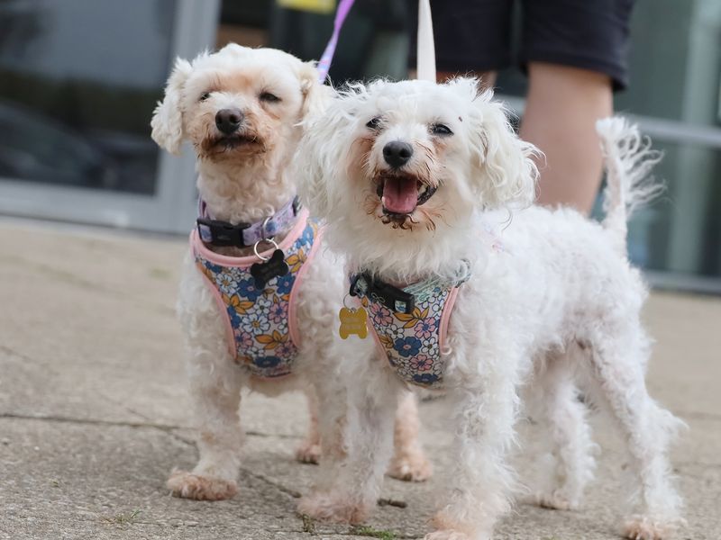 CJ and Lola | Bichon Frise | Leeds - 1